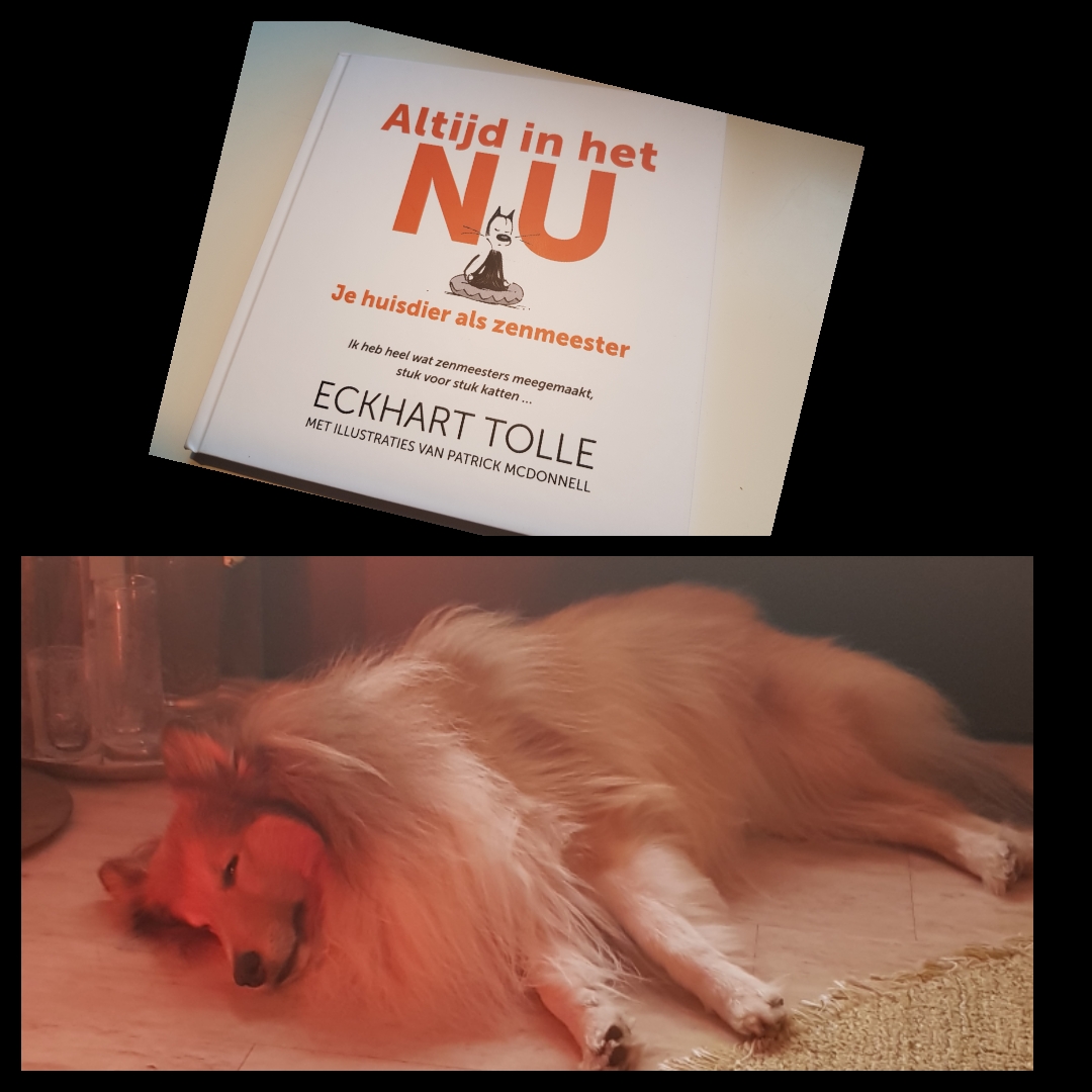 hond