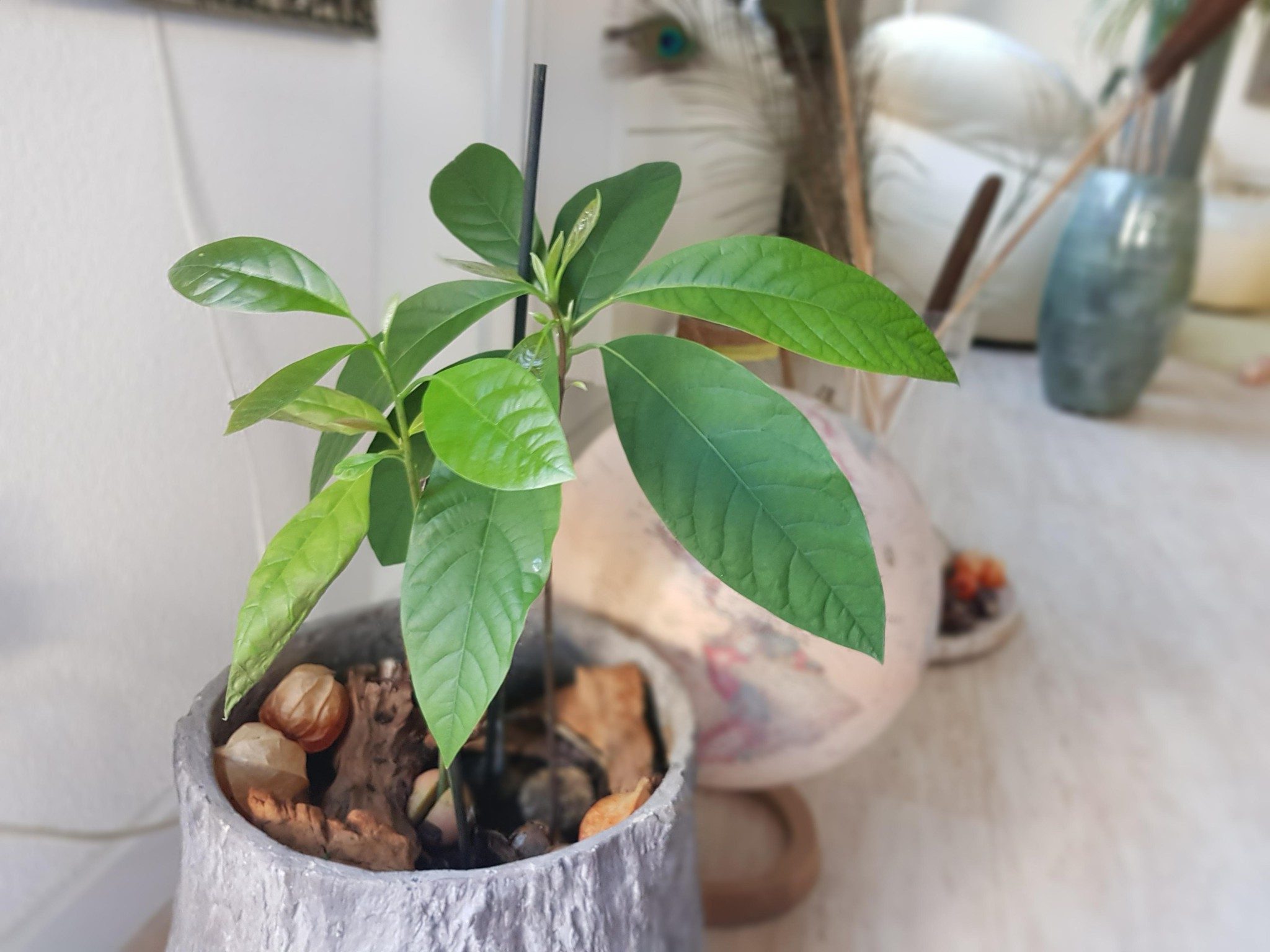 Avocado