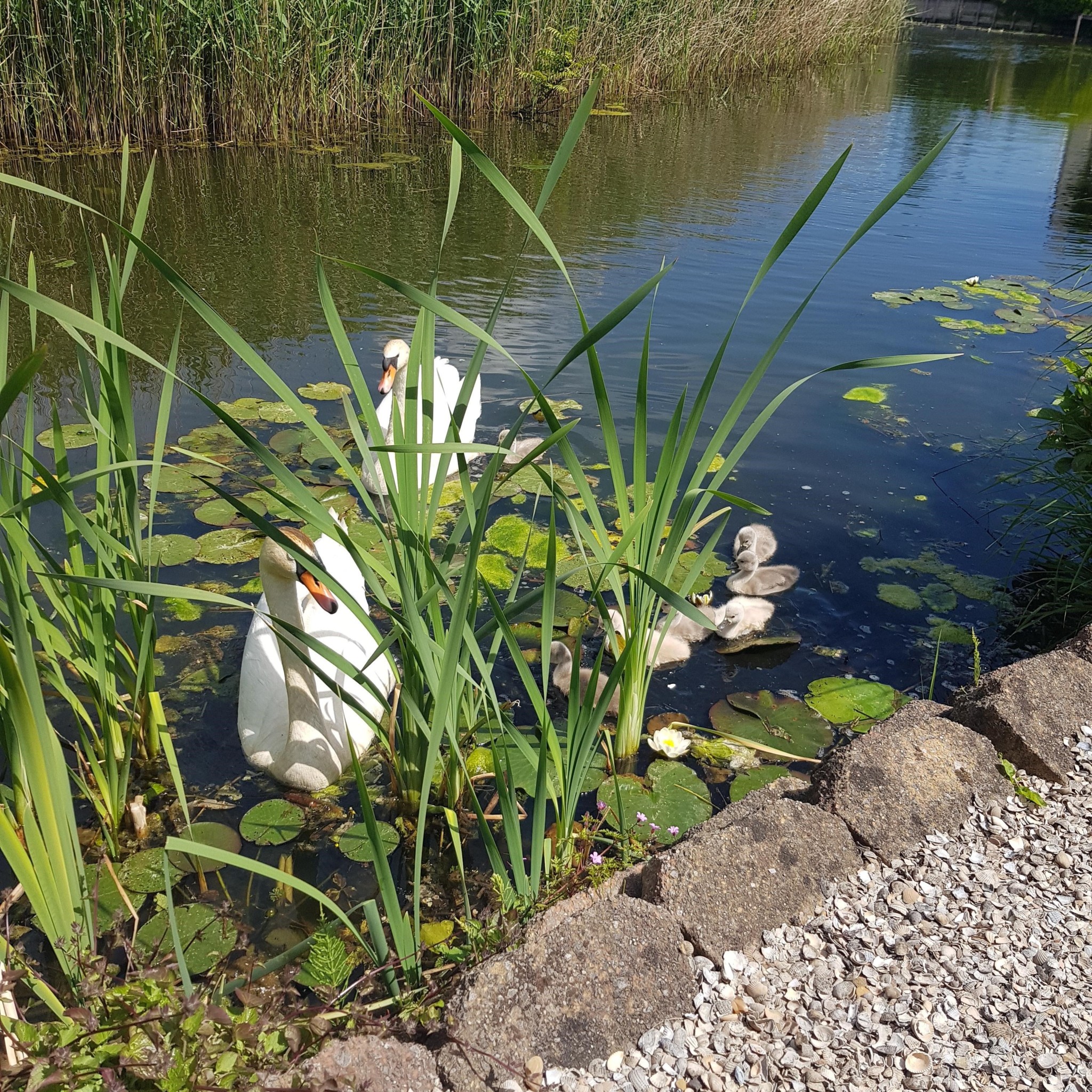 lange zomer