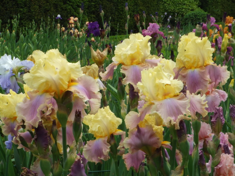 titien.net » 巴黎 – 鸢尾花的礼赞 :