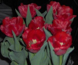 26_02_2007_tulp_ramses